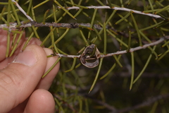 Acacia colletioides