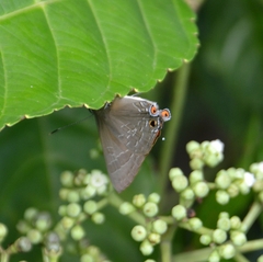 Deudorix epijarbas