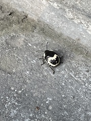 Poecilocoris lewisi