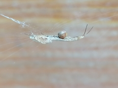 Uloborus walckenaerius