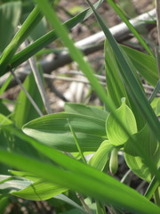 Polygonatum odoratum
