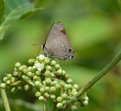 Deudorix epijarbas