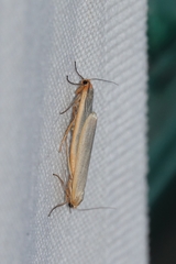 Eilema