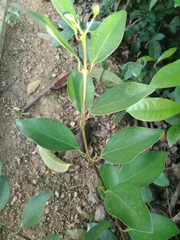 Cinnamomum reticulatum