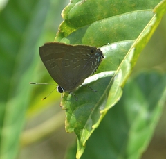 Deudorix epijarbas
