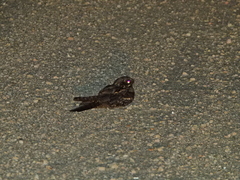 Caprimulgus europaeus