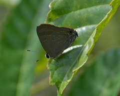 Deudorix epijarbas