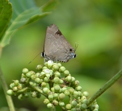 Deudorix epijarbas