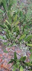 Olea exasperata