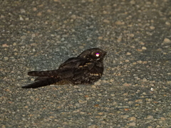 Caprimulgus europaeus