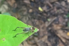 Nisitrus