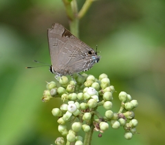 Deudorix epijarbas