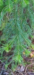 Abies sibirica