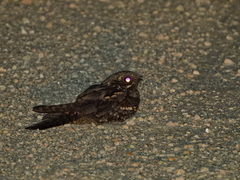 Caprimulgus europaeus