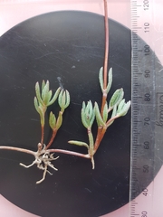 Lampranthus peacockiae