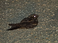 Caprimulgus europaeus