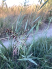 Phragmites australis