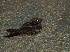 Caprimulgus europaeus