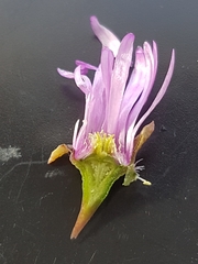 Lampranthus peacockiae