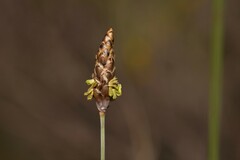 Ecdeiocolea monostachya