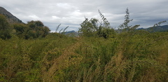 Urtica cannabina