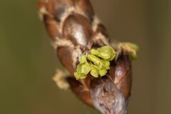Ecdeiocolea monostachya