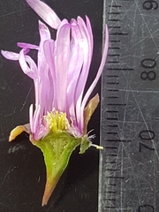 Lampranthus peacockiae