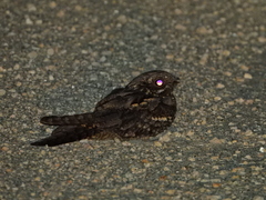 Caprimulgus europaeus