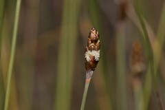 Ecdeiocolea monostachya