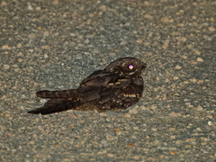 Caprimulgus europaeus