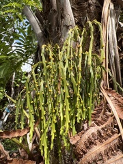 Psilotum complanatum