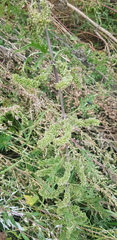 Urtica cannabina