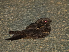 Caprimulgus europaeus