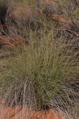 Ecdeiocolea monostachya