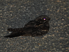 Caprimulgus europaeus
