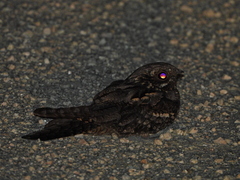 Caprimulgus europaeus