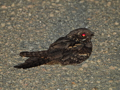 Caprimulgus europaeus