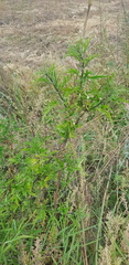 Urtica cannabina