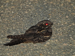 Caprimulgus europaeus