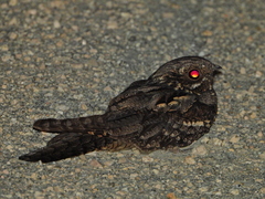 Caprimulgus europaeus