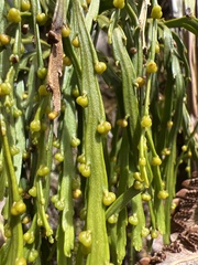 Psilotum complanatum