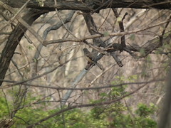 Eophona migratoria