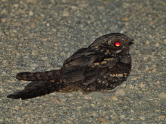 Caprimulgus europaeus