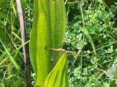 Neurothemis fluctuans