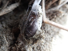 Porrhothele antipodiana