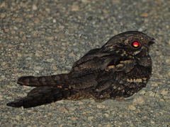 Caprimulgus europaeus