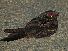 Caprimulgus europaeus