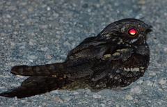 Caprimulgus europaeus