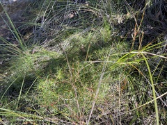 Persoonia juniperina