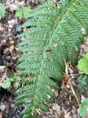 Polystichum aculeatum